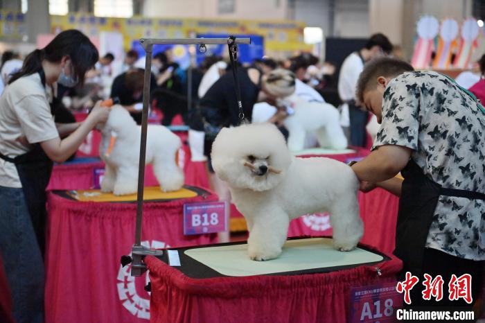 宠物美容师资格认证考试在吉林长春举行  第6张