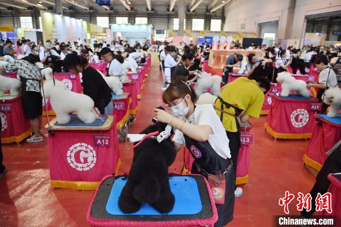 宠物美容师资格认证考试在吉林长春举行  第7张