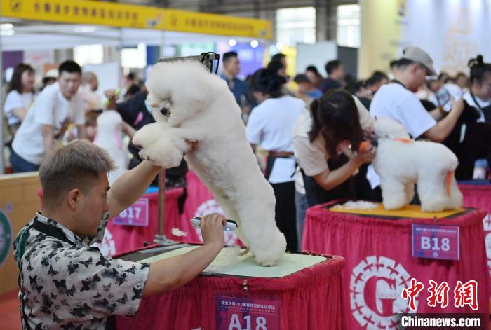 宠物美容师资格认证考试在吉林长春举行  第3张