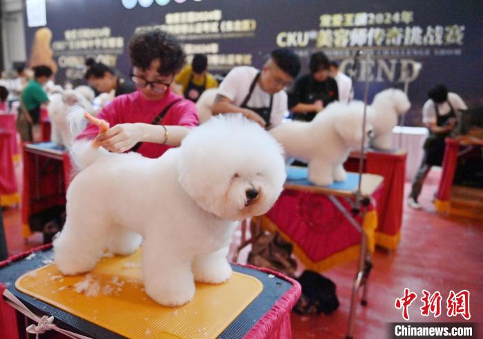 宠物美容师资格认证考试在吉林长春举行  第8张