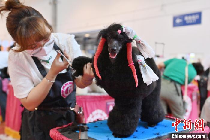 宠物美容师资格认证考试在吉林长春举行  第4张