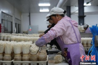 贵州威宁：菌菇企业生产忙