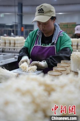 贵州威宁：菌菇企业生产忙