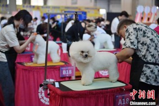 宠物美容师资格认证考试在吉林长春举行