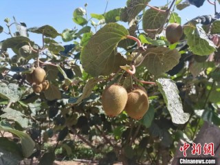 猕猴桃有高温热害风险 陕西发布农业气象风险红色预警