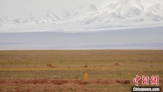 可可西里藏羚羊迁移季：“羊羊回护队”忙碌正当时