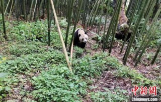 四川宝兴：野生大熊猫间断三天在同一片竹林寻食